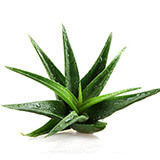 Aloe Vera Herb