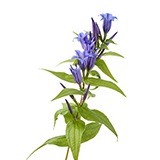 Gentian Herb