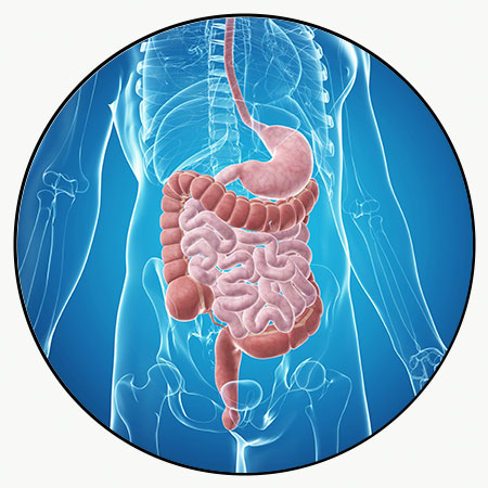 Lactobacillus Acidophilus