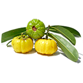 Image of Gacinia Cambogia Fruit