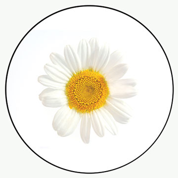 Chamomile flower