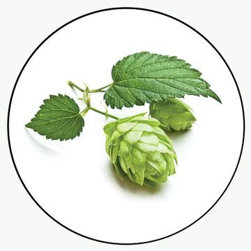 Herb Hops (Humulus lupulus)