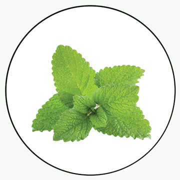 Lemon Balm