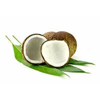 Cocos Nucifera